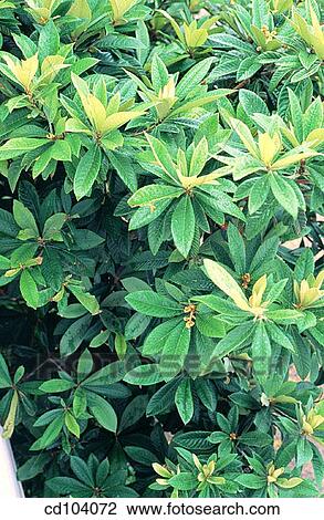 Loquat (Eriobotrya japonica) View Large Photo Image Stock Image - Loquat (Eriobotrya japonica). Fotosearch