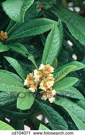 Loquat or Japanese Plum (Eriobotrya japonica) View Large Photo Image Stock Image - Loquat or Japanese Plum (Eriobotrya japonica). Fotosearch