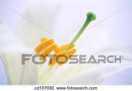 Madonna Lily (Lilium candidum) View Large Photo Image Stock Image - Madonna Lily (Lilium candidum). Fotosearch