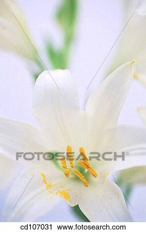 Madonna Lily (Lilium candidum) View Large Photo Image Stock Image - Madonna Lily (Lilium candidum). Fotosearch