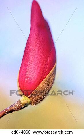 Stock Photograph - Magnolia? Royal crown?. Fotosearch