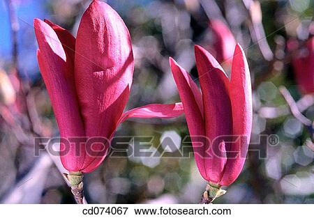 Magnolia speciosa View Large Photo Image Stock Photo - Magnolia speciosa. Fotosearch