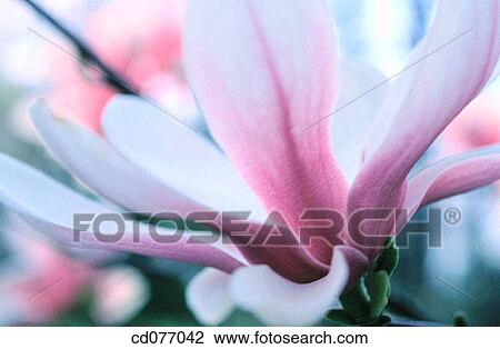 Magnolia View Large Photo Image Stock Image - Magnolia. Fotosearch
