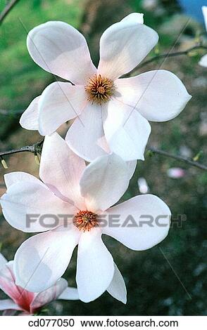 Stock Image - Magnolias. Fotosearch