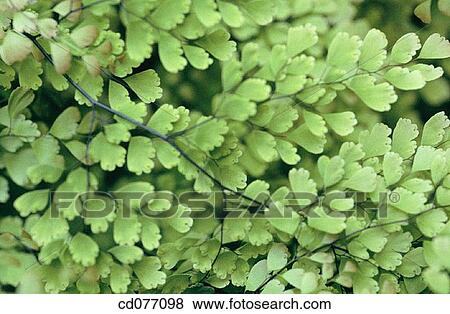 Maidenhair Fern (Adiantum capillus veneris) View Large Photo Image Stock Photo - Maidenhair Fern (Adiantum capillus veneris). Fotosearch