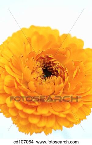 Marigold (Calendula hybr. ) View Large Photo Image Picture - Marigold (Calendula hybr. ). Fotosearch