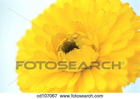Marigold (Calendula hybr. ) View Large Photo Image Stock Photo - Marigold (Calendula hybr. ). Fotosearch