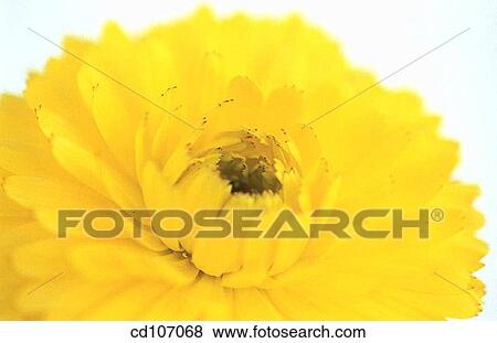 Marigold (Calendula hybr. ) View Large Photo Image Stock Photo - Marigold (Calendula hybr. ). Fotosearch