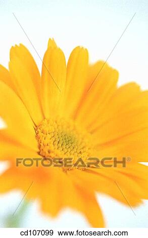 Stock Photo - Marigold (Calendula officinalis). Fotosearch
