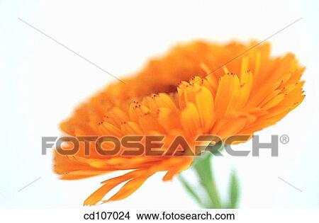 Marigold View Large Photo Image Picture - Marigold. Fotosearch