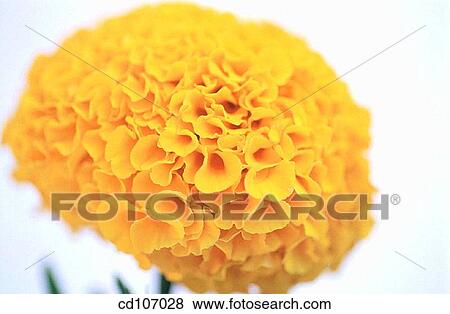 Stock Photo - Marigold (Tagetes hybr. ). Fotosearch