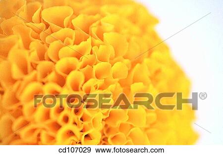 Marigold (Tagetes hybr. ) View Large Photo Image Stock Photo - Marigold (Tagetes hybr. ). Fotosearch