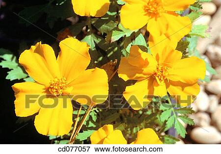 Marigolds View Large Photo Image Stock Photo - Marigolds. Fotosearch