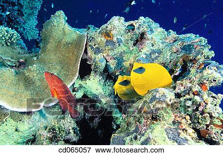 Masked Butterflyfish or Addis Butterflyfish (Chaetodon semilarvatus). Red Sea. Egypt. View Large Photo Image Stock Photo - Masked Butterflyfish or Addis Butterflyfish (Chaetodon semilarvatus). Red Sea. Egypt.. Fotosearch