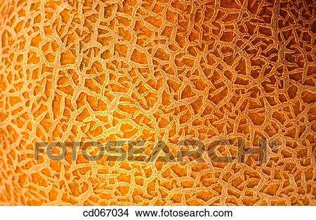 Picture - Melon. Fotosearch