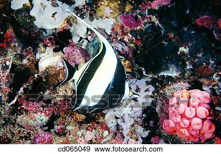 Stock Photo - Moorish Idol (Zanclus cornutus). Indo-Pacific Ocean.. Fotosearch