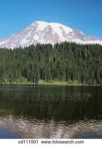 Mount Rainier National Park. Washington. USA View Large Photo Image Stock Image - Mount Rainier National Park. Washington. USA. Fotosearch