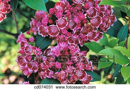 Mountain Laurel, Calico Bush, (Kalmia latifolia? kaleidoscope? ) View Large Photo Image Stock Image - Mountain Laurel, Calico Bush, (Kalmia latifolia? kaleidoscope? ). Fotosearch