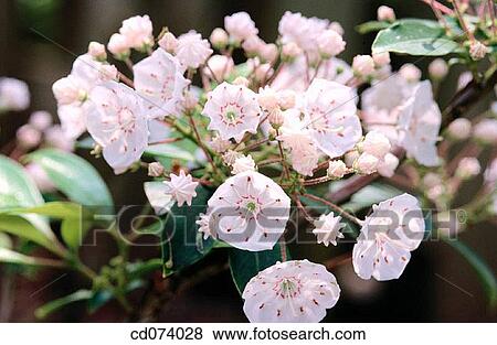Mountain Laurel, Calico Bush (Kalmia latifolia) View Large Photo Image Stock Photo - Mountain Laurel, Calico Bush (Kalmia latifolia). Fotosearch
