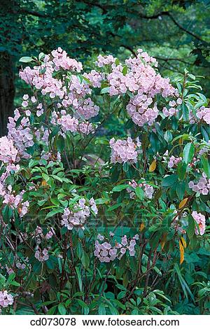 Stock Photo - Mountain Laurel (Kalmia latifolia). Fotosearch