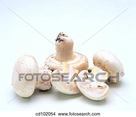 Mushrooms View Large Photo Image Picture - Mushrooms. Fotosearch