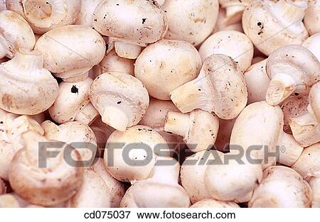 Stock Photo - Mushrooms. Fotosearch