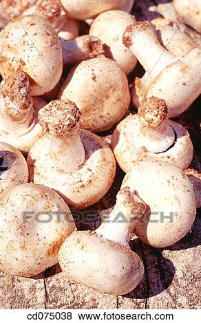 Mushrooms View Large Photo Image Stock Photo - Mushrooms. Fotosearch