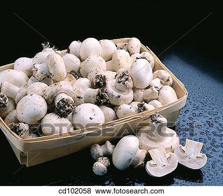 Mushrooms View Large Photo Image Stock Photo - Mushrooms. Fotosearch