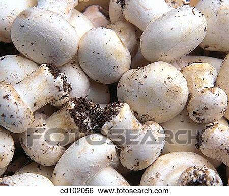 Stock Photograph - Mushrooms. Fotosearch