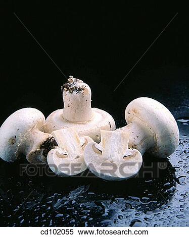 Mushrooms View Large Photo Image Stock Photography - Mushrooms. Fotosearch