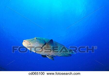 Stock Image - Napoleon Wrasse (Cheilinus undulatus). Maldive Islands.. Fotosearch