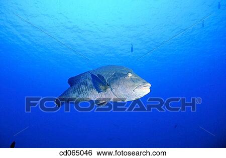 Napoleon Wrasse (Cheilinus undulatus). Maldive Islands. View Large Photo Image Stock Photograph - Napoleon Wrasse (Cheilinus undulatus). Maldive Islands.. Fotosearch