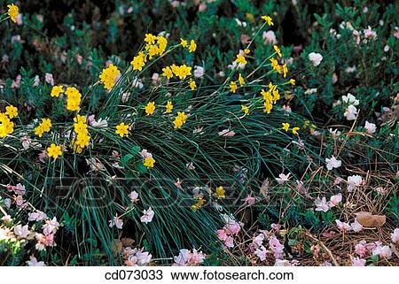 Narcissus (Narcissus Baby Moon")" View Large Photo Image Stock Image - Narcissus (Narcissus Baby Moon")". Fotosearch