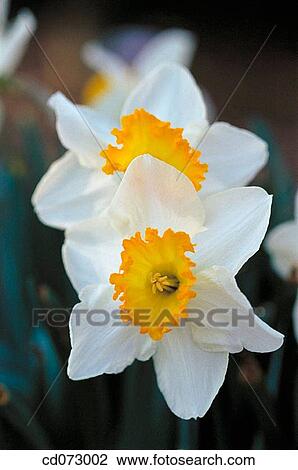 Narcissus View Large Photo Image Stock Image - Narcissus. Fotosearch