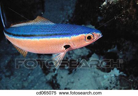 Neon Fusilier (Pterocaesio tile). View Large Photo Image Stock Photography - Neon Fusilier (Pterocaesio tile).. Fotosearch