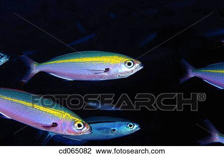 Neon Fusiliers (Pterocaesio tile). Maldive Islands. View Large Photo Image Stock Image - Neon Fusiliers (Pterocaesio tile). Maldive Islands.. Fotosearch