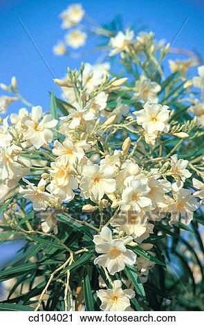 Oleander (Nerium oleander) View Large Photo Image Stock Image - Oleander (Nerium oleander). Fotosearch