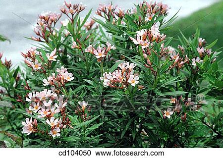 Stock Image - Oleander (Nerium oleander). Fotosearch