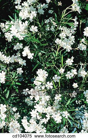 Oleander (Nerium oleander) View Large Photo Image Stock Photography - Oleander (Nerium oleander). Fotosearch