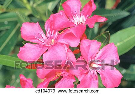 Oleander, Rosebay (Nerium oleander) View Large Photo Image Stock Photo - Oleander, Rosebay (Nerium oleander). Fotosearch