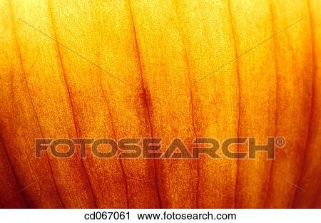 Onion View Large Photo Image Stock Image - Onion. Fotosearch