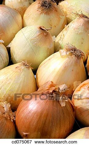 Onions View Large Photo Image Stock Photo - Onions. Fotosearch
