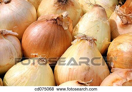 Onions View Large Photo Image Stock Photo - Onions. Fotosearch