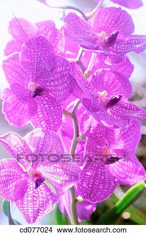 Orchid View Large Photo Image Picture - Orchid. Fotosearch