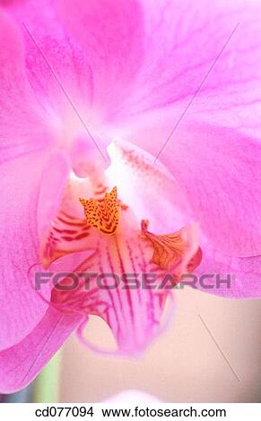 Orchid View Large Photo Image Picture - Orchid. Fotosearch