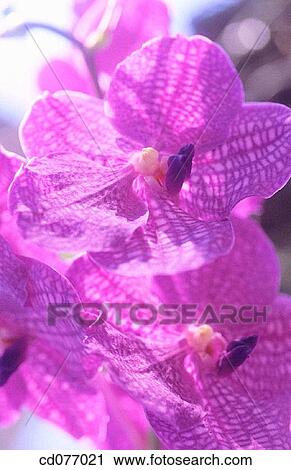Orchid View Large Photo Image Stock Image - Orchid. Fotosearch