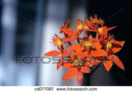 Orchid View Large Photo Image Stock Photo - Orchid. Fotosearch