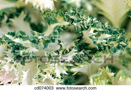 Ornamental cabbage (Brassica oleracea) View Large Photo Image Stock Image - Ornamental cabbage (Brassica oleracea). Fotosearch