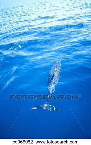 Stock Image - Pacific Spotted Dolphin (Stenella attenuata). Hawaii Islands. USA.. Fotosearch