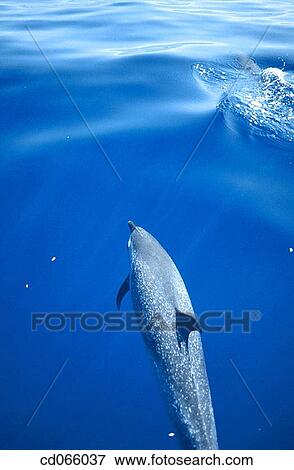 Stock Photo - Pacific Spotted Dolphin (Stenella attenuata). Hawaii Islands. USA.. Fotosearch